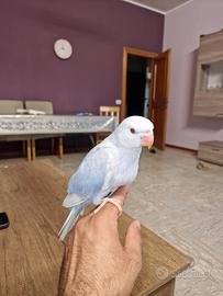 Pappagali ringneck mutations 2 mesi