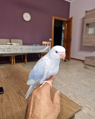 Pappagali ringneck mutations 2 mesi