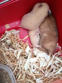 criceto europeo