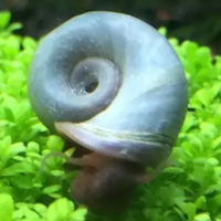 Planorbarius Blu