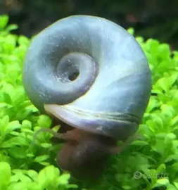 Planorbarius Blu