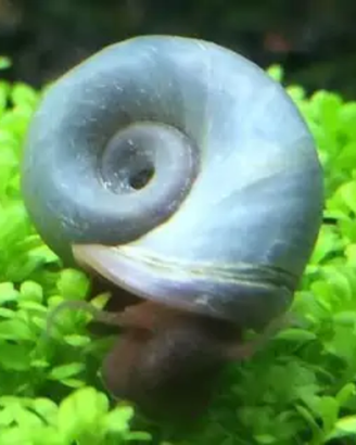 Planorbarius Blu