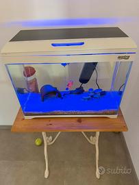 Acquario
