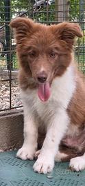 Border collie