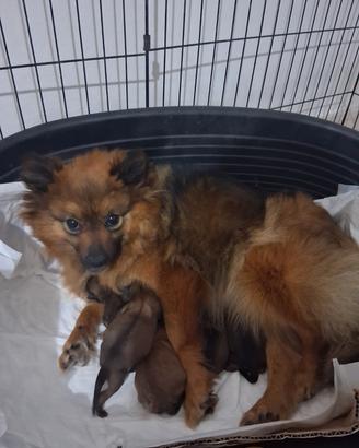 Cuccioli di volpino