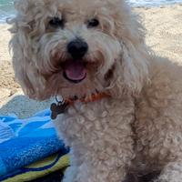 Barboncino per accoppiamento