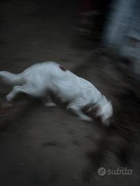 Setter inglese