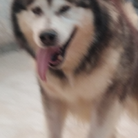 Malamuta