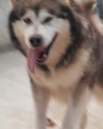 Malamuta