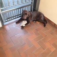 Labrador - Stallone per monta