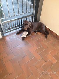Labrador - Stallone per monta