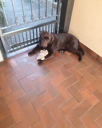Labrador - Stallone per monta