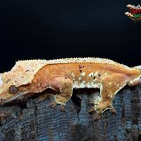 Geco Ciliatus Red Portholes Dalmatian