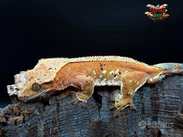 Geco Ciliatus Red Portholes Dalmatian