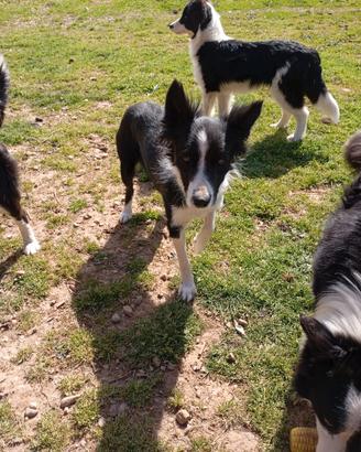 Cucciola di Border collie