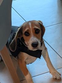 Beagle