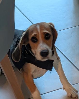 Beagle