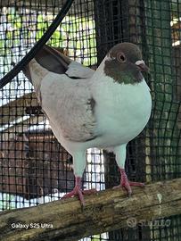 Piccioni triganini