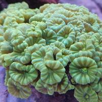 Corallo acquario marino