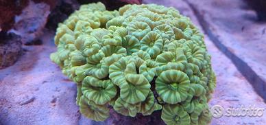 Corallo acquario marino