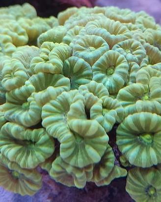 Corallo acquario marino