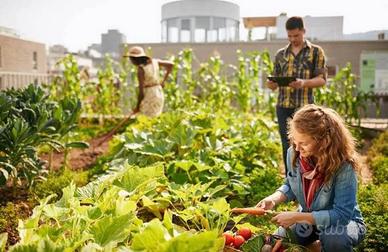 Orto urbano biologico / giardino