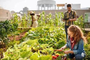 Orto urbano biologico / giardino