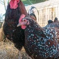 Amrocks australorp legbar ecc