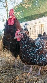 Amrocks australorp legbar ecc