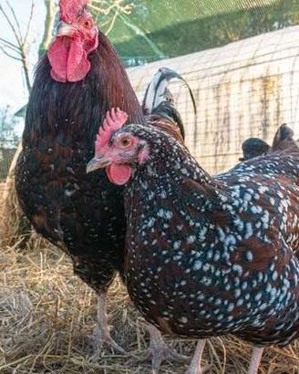 Amrocks australorp legbar ecc