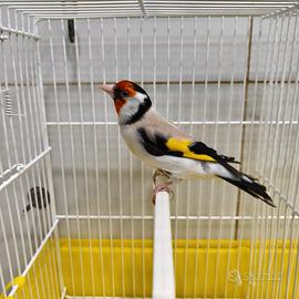 Cardellino mayor
