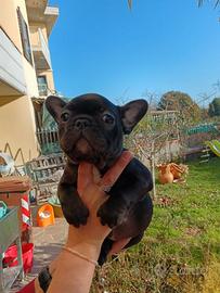 Cuccioli di bulldog francese