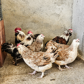 Galline faverolles nane