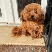 Barboncino toy red per monta