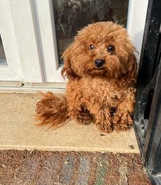 Barboncino toy red per monta