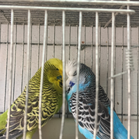 Cocorito,cocorita inglese