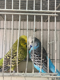 Cocorito,cocorita inglese