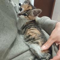 Aiutiamo questa splendida gattina