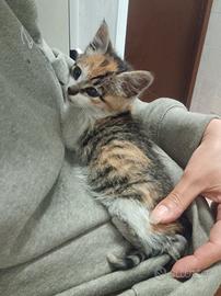 Aiutiamo questa splendida gattina