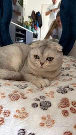 Scottish fold disponibile per monta