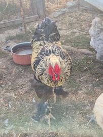 Gallo brahma