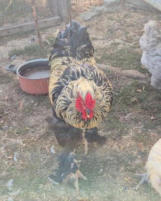 Gallo brahma