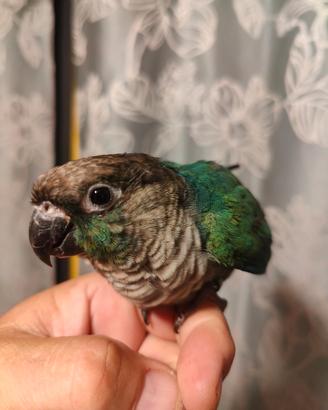Pyrrurra allevato a mano