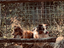 Immagine 12