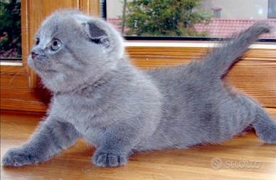 Scottish fold