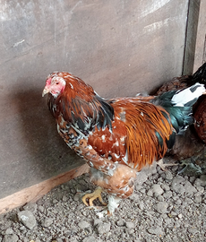 Galli di marans e brahma