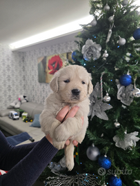 Disponibili cuccioli di golden retriever