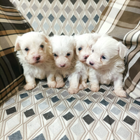 Cuccioli di maltese taglia piccola