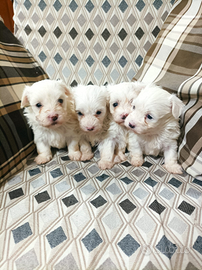 Cuccioli di maltese taglia piccola