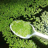 Lemna minor